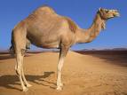 camel - camel riding could be difficult