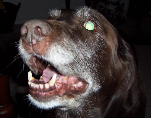 Tide - Tied, he would not let me take a photo of him he alway wanted to be up close in the camera. He is in doggy heaven now.