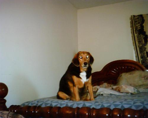 My dog. - This is a new picture of my dog.