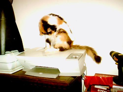 My cat - This is a picture of my cat.