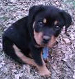Rottweiler Puppy - Cute Rottweiler Puppy