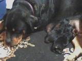 Rottweiler w/ Pups - A Rottweiler right after she had puppys