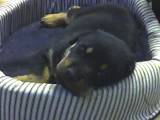 Sleeping Puppy - Shhhhh Puppys asleep