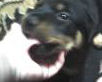 Puppy Bite - A picture of the puppy biting my hand.