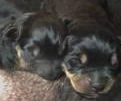 Newborn Rottweilers - Here is a picture of newborn Rottweilers