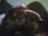 Cute puppys - Cute, Newborn Rottweiler puppies