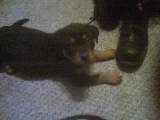 Rottweiler Puppy - Cute Rottweiler Puppy by a shoe