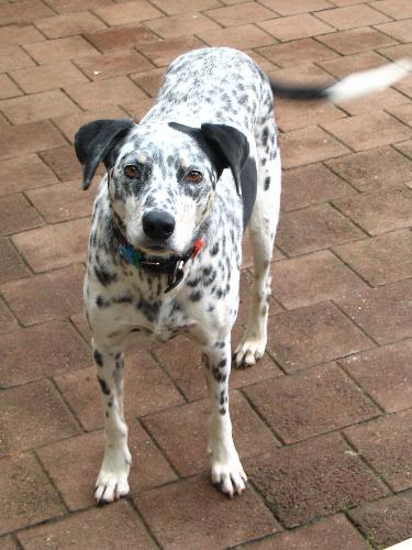Max, our Dalmation - Max has many spots. He is a very silly dog.
