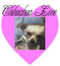 Chihuahua - I love Chihuahuas