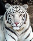 white tiger - white tiger