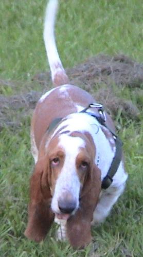 droopy groovy  - groovy our basset hound pet