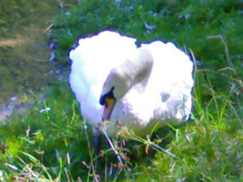 swan - this is the picture of the sawn thats attcked me .. she ran after me