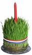green wheat with Christmas candel - Nice green wheat , with red Christmas Candel