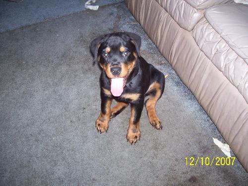 My rottweilers - My show boy LITEBREEZE'S STORM CHASER AKA STORM