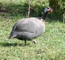 A guinea hen - Picture of a guinea hen