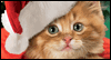 christmas cat - cute christmas cat