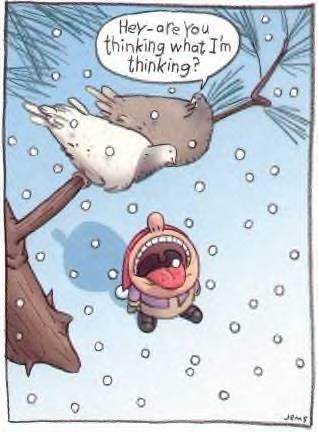 are you thinking... - oh birds