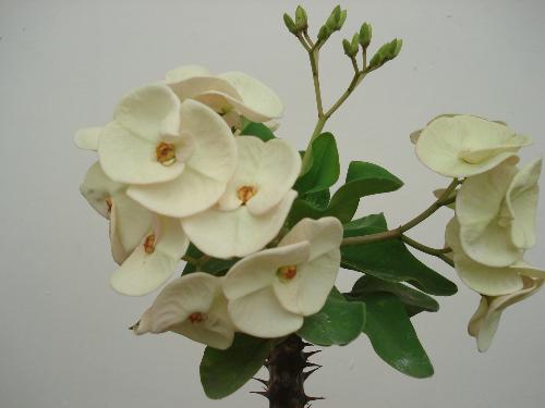 Euphorbia - King's White
