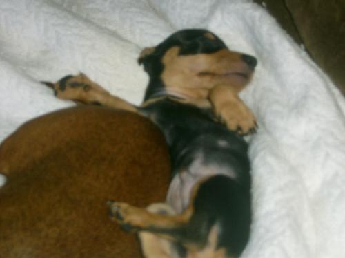 Nemo - This is the little guy. he is new to the family.