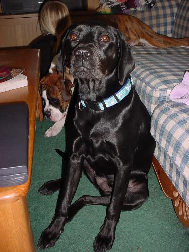 my puppy Mia - Mia, a black lab & Shar-pei mix 1 year old puppy