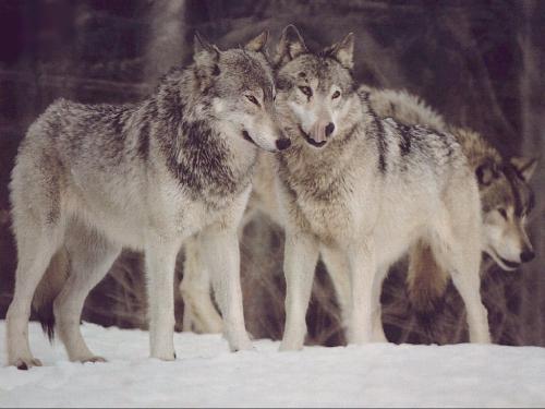 lobos - lobos