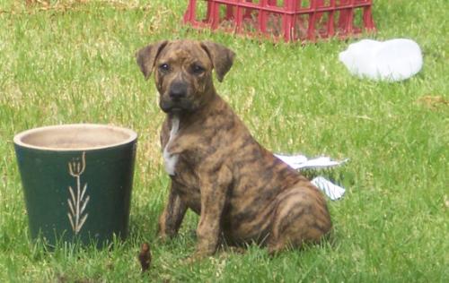 Proud puppy - One of my dogs when he was a puppy