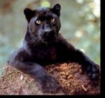 Panter 1 - Don't he just look contented?