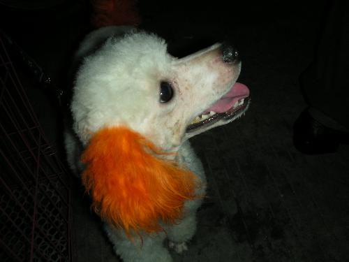 pet dog -  my nobler lady dog