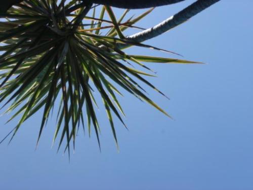 rain's skyline - This a picture captured by my friend's sister when they visited me a week ago. I just love how she captured our palmera plant together with the blue sky just right outside our house.