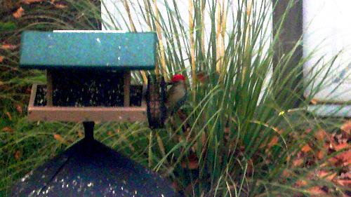 Woodpeckers - Here is a picture of the Red Bellied Woodpecker that was at my suet feeder today. He has a red stripe down the head and the back part of his neck This is the male Red Bellied Woodpecker and is big and loves suet.