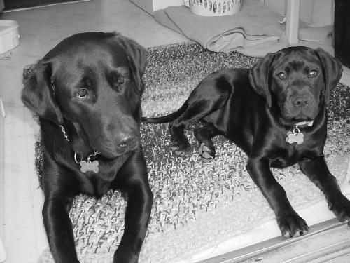 my two Lab's  - My two Labrador Retriever's the smaller one is a mix.