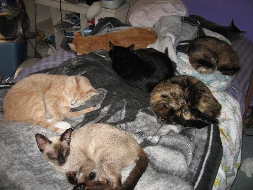 bed full of cats - my bed without me in it