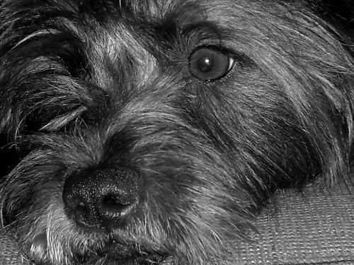 Cody! My dog - This is my dog Cody. He's completely adorable and loves to chew, which is a downside but I still love him. One day I came home to the trash spewed all over the Living Room and Kitchen and Cody hiding under the bed.