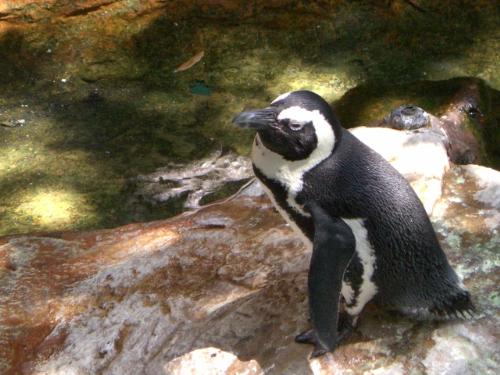 penguin - I went to the Dallas aquarium and,of course, saw the penguins and took a picture.