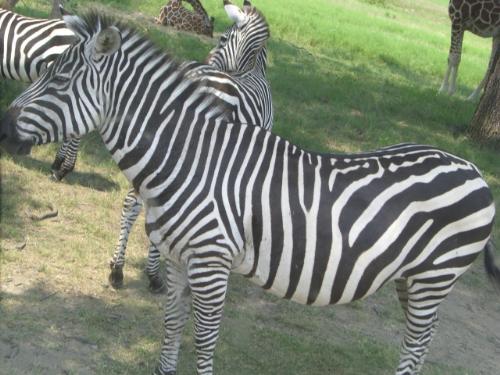 zebra - This is , obviously, a zebra from my trip to Fossil Rim.
