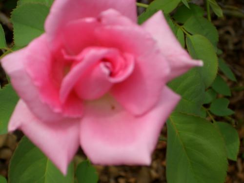 flower - A beautiful flower from The Ft. Worth Rose Garden. My new camera allowed me to get such a great shot.