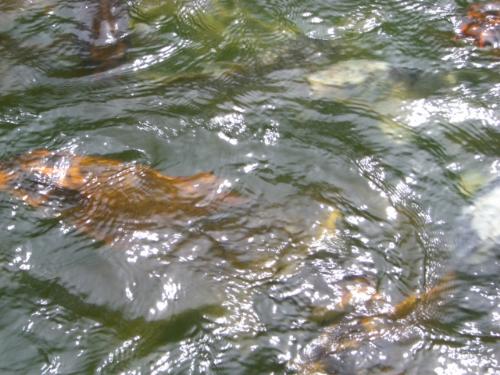 sting ray - Spotted Stingrays from the Dallas Aquarium.