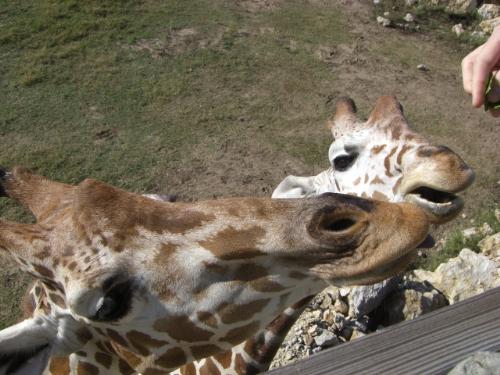 giraffe - I love this picture! I got to feet a giraffe for the small measley fee of $1.00. You can't see much of me, but it's still an awesome picture.