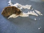 Cat n Tissue - Stop playing with the tissue