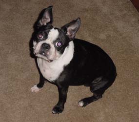 Boston Terrier - My Boston Terrier
