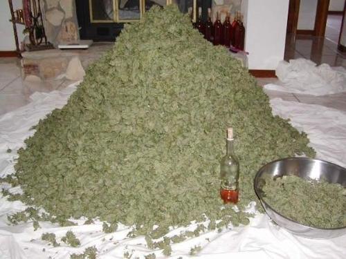 Alot of Weed - A very large pile of cannabis, apparently literally a ton.