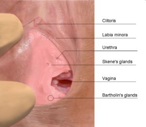 Female Skenes Gland - Glad responsible for female ejaculation