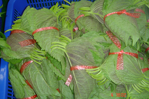 Vegetables collection - Vegetables collection, great variety