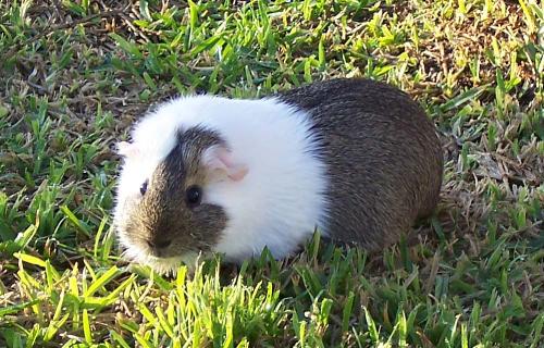 luna - This is my baby, Luna. Her name is actually Lunetta, but everyone calls her Luna. She is about 3.5 years old. Please rate!