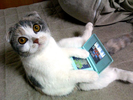Even cats enjoy the Nintendo DS! - A cat playing a Teal/Light Blue Nintendo DS Lite. It's just for peoples! Animals enjoy it too! =D