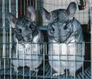 Picture of Chilly the Chinchilla - Here is one of the picture of my chinchillas. I have 4 of them and each one is so cute.