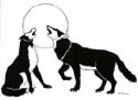 wolves together - their such pretty wild dogs. I love seeing the black and white ones together. their hard to find pics but their are beautiful together.