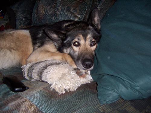 Our dog Cherokee watching a movie with us - We took this photo of our 8 year old male dog Cherokee. He made himself comfortable on the sofa beside as just as we were setting in to watch a movie. 