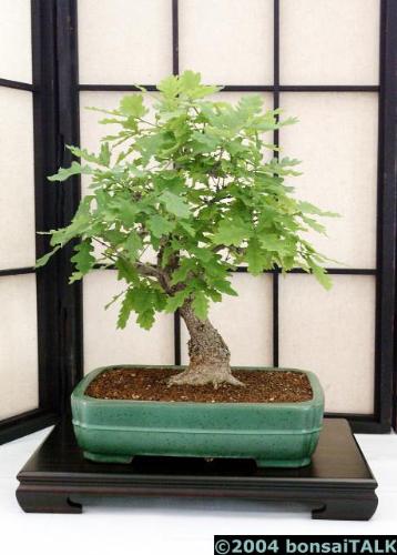 Bonsai tree's - A lovely Bonsai, ( not mine )