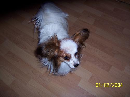 Petie my dog - Here is a photo of my dog for your collection